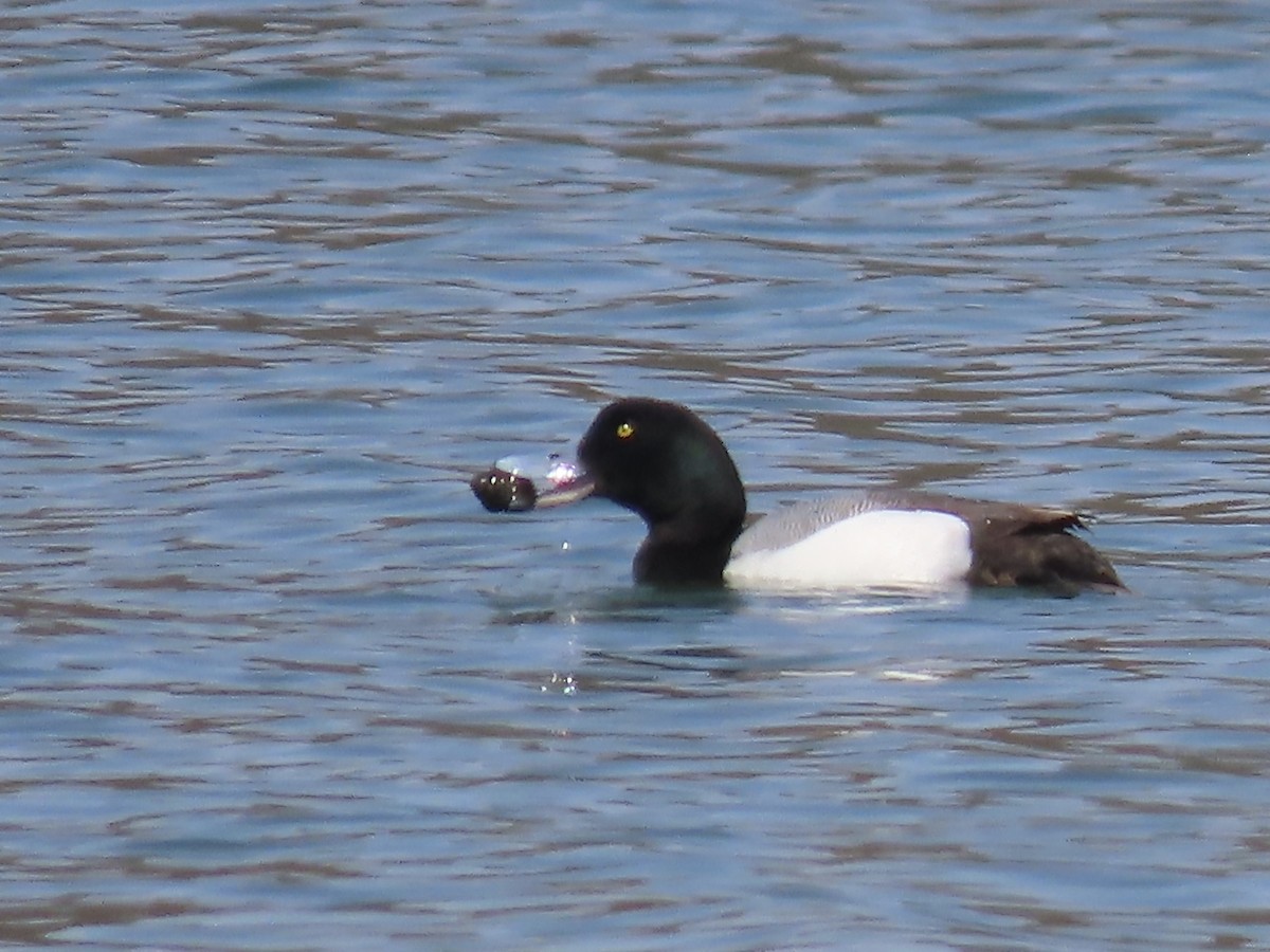 Greater Scaup - ML618118066