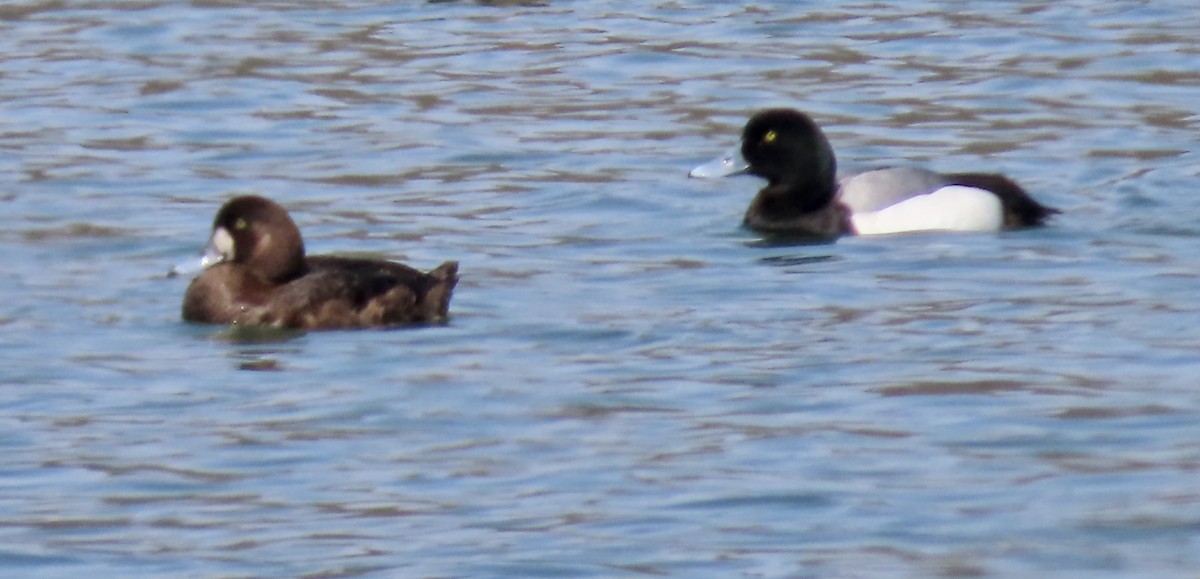 Greater Scaup - ML618118069
