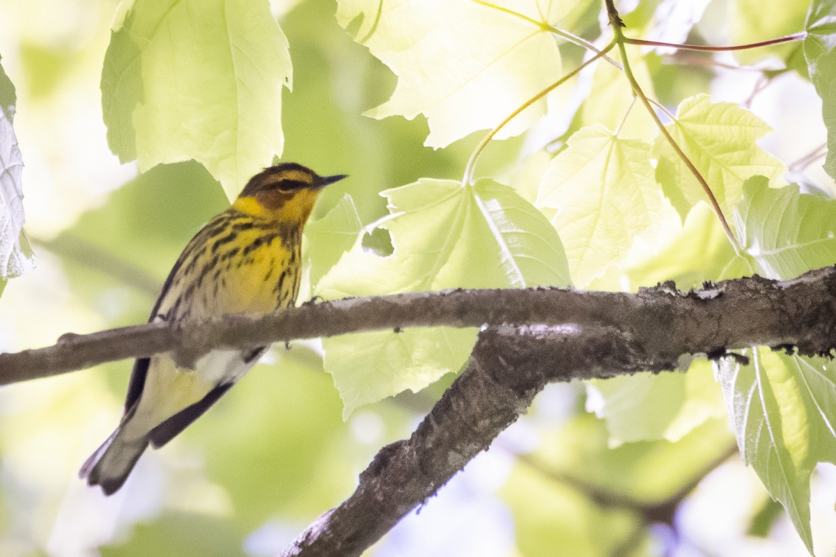 Cape May Warbler - Pam Wendel