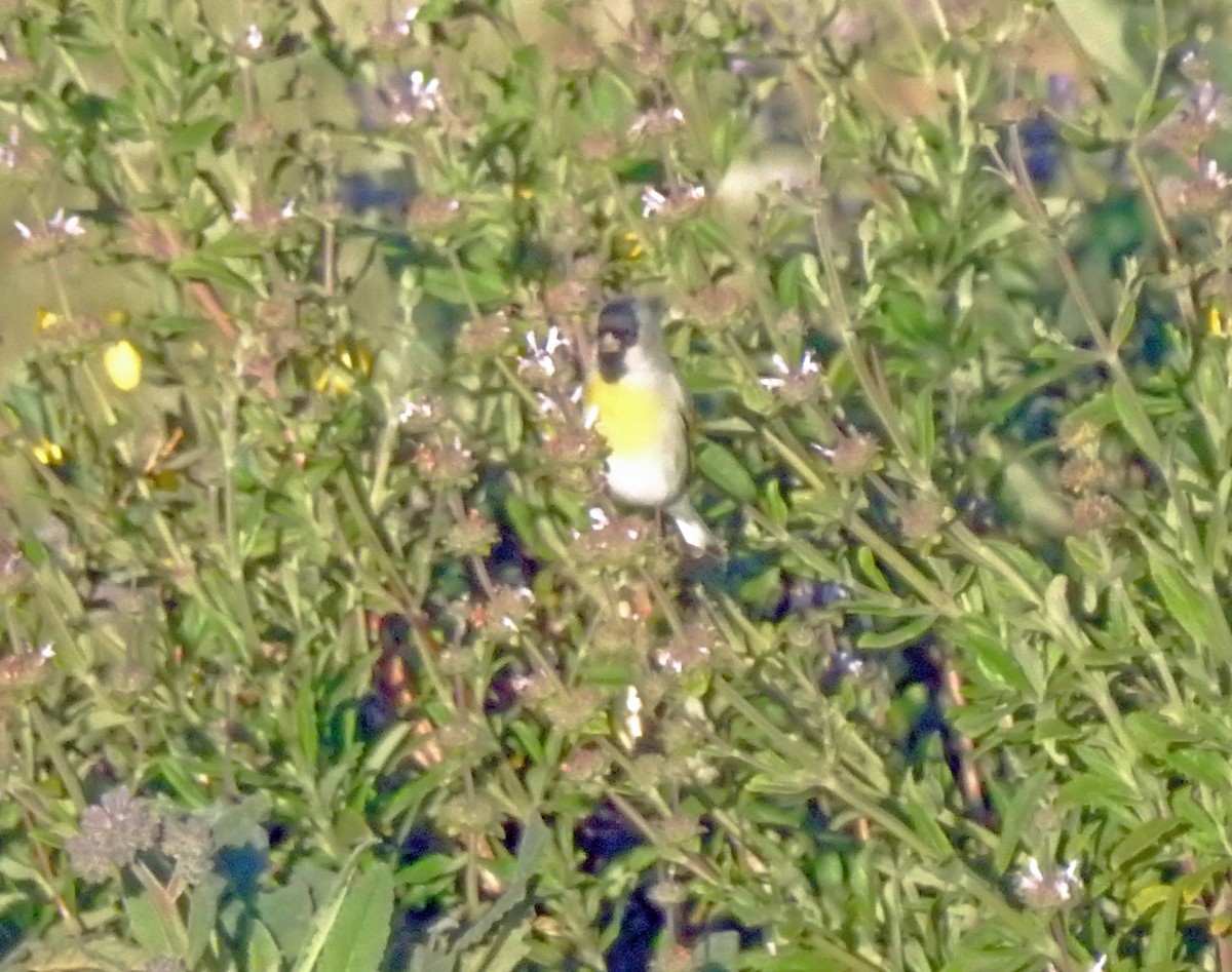 Lawrence's Goldfinch - Layton Pace