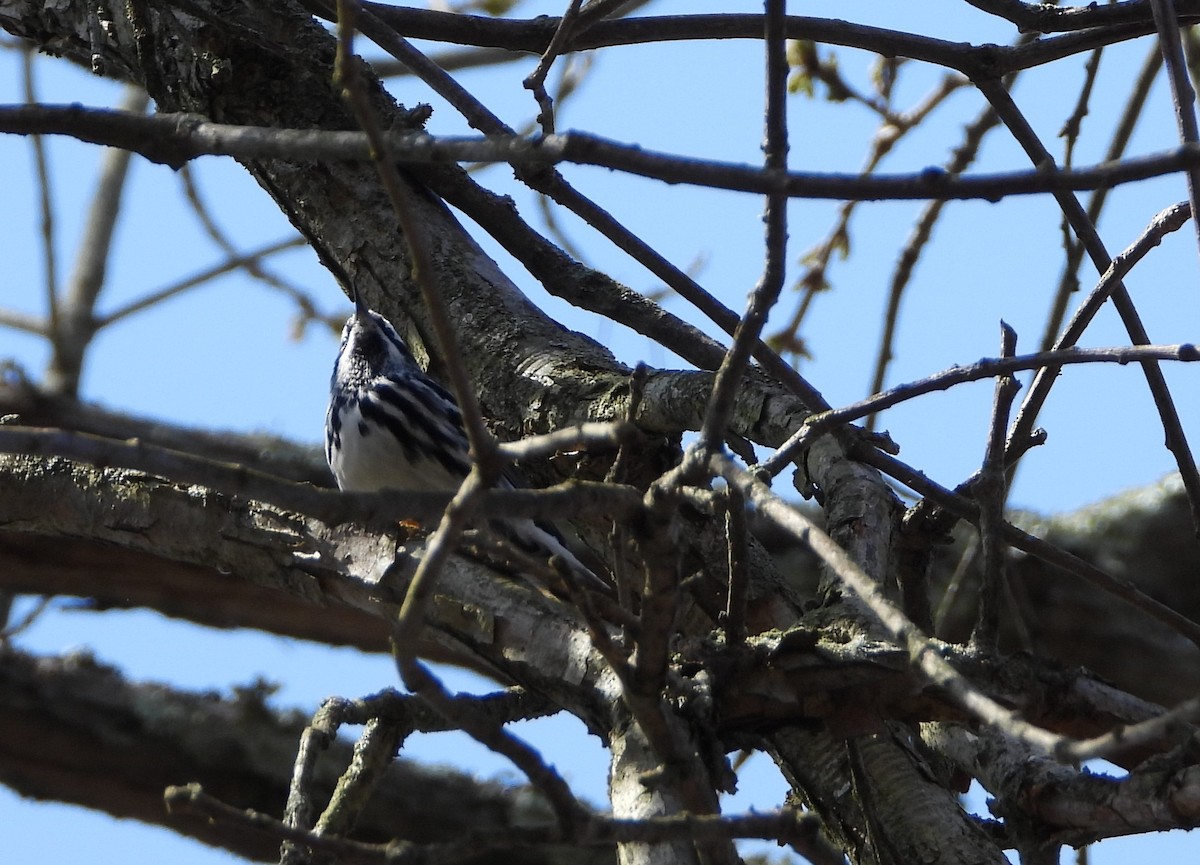 Black-and-white Warbler - ML618118098