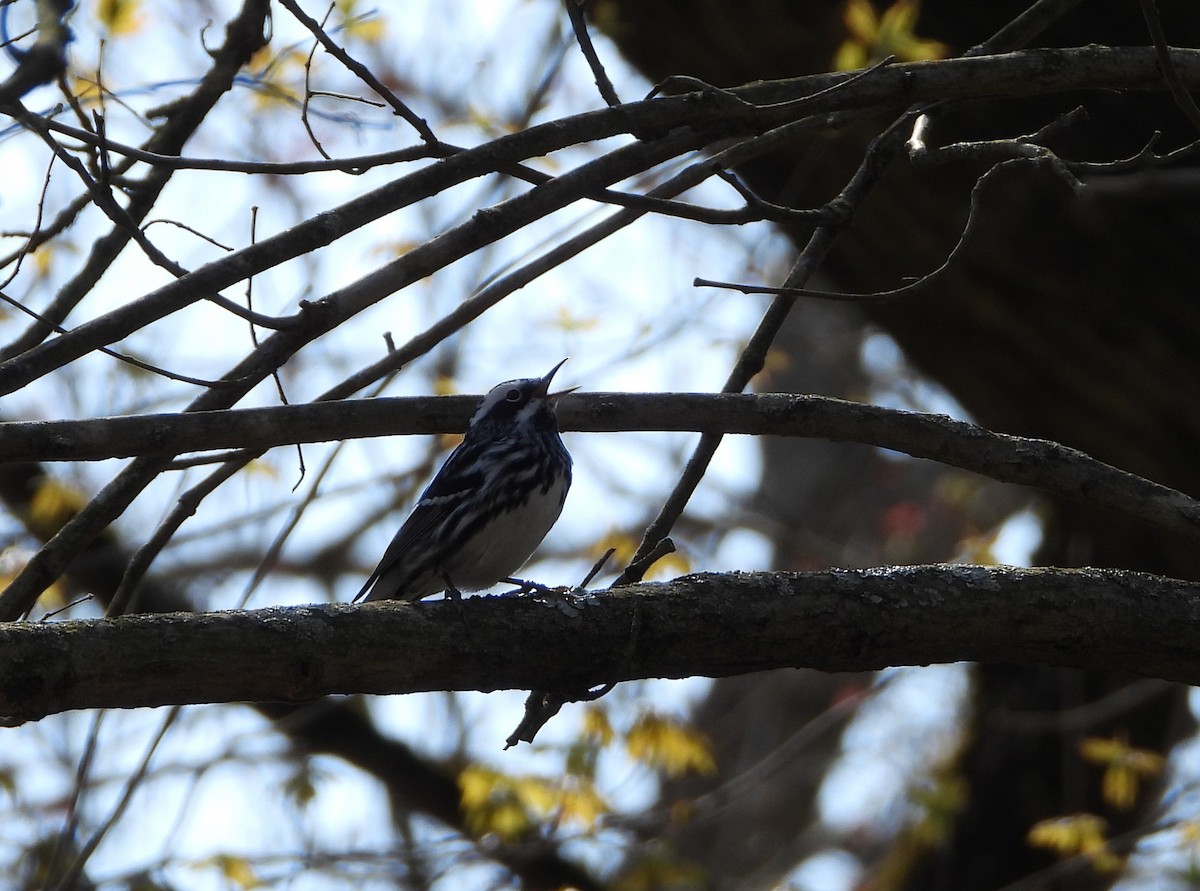 Black-and-white Warbler - ML618118099
