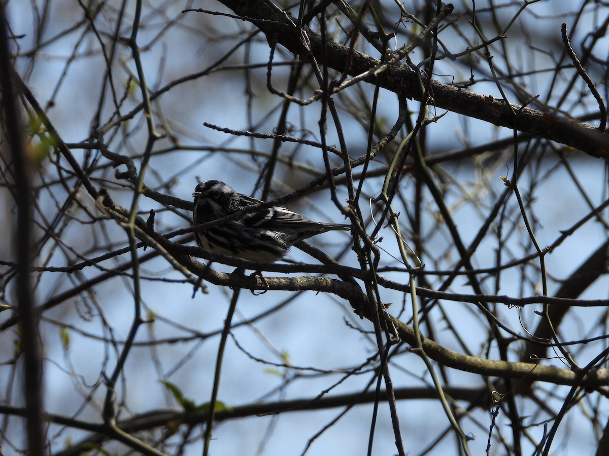 Black-and-white Warbler - ML618118100