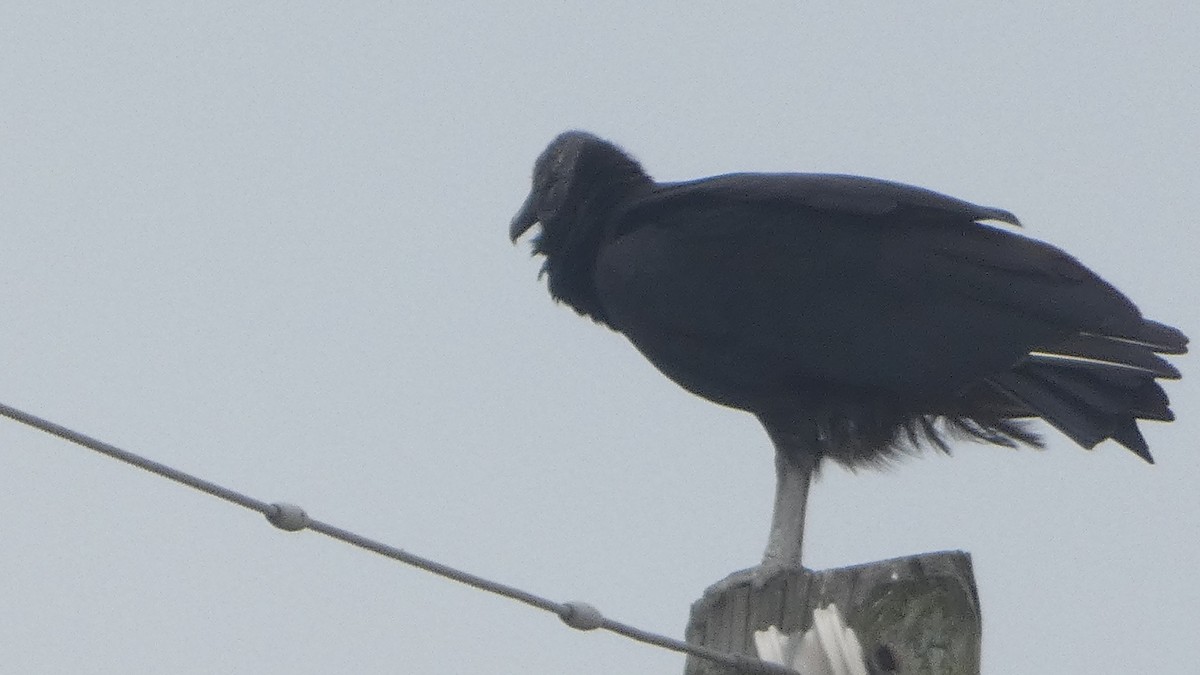 Black Vulture - ML618118117