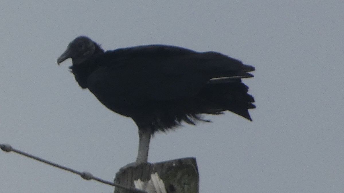 Black Vulture - ML618118120