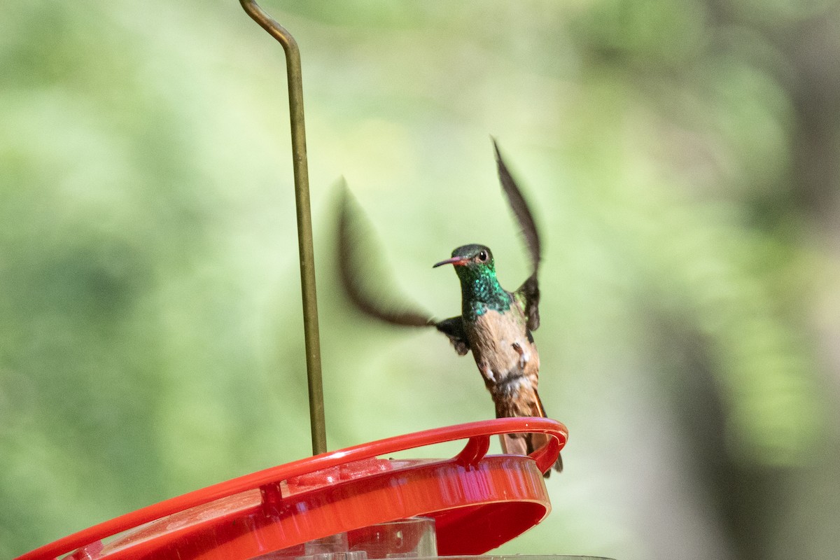 Buff-bellied Hummingbird - Michael Henry