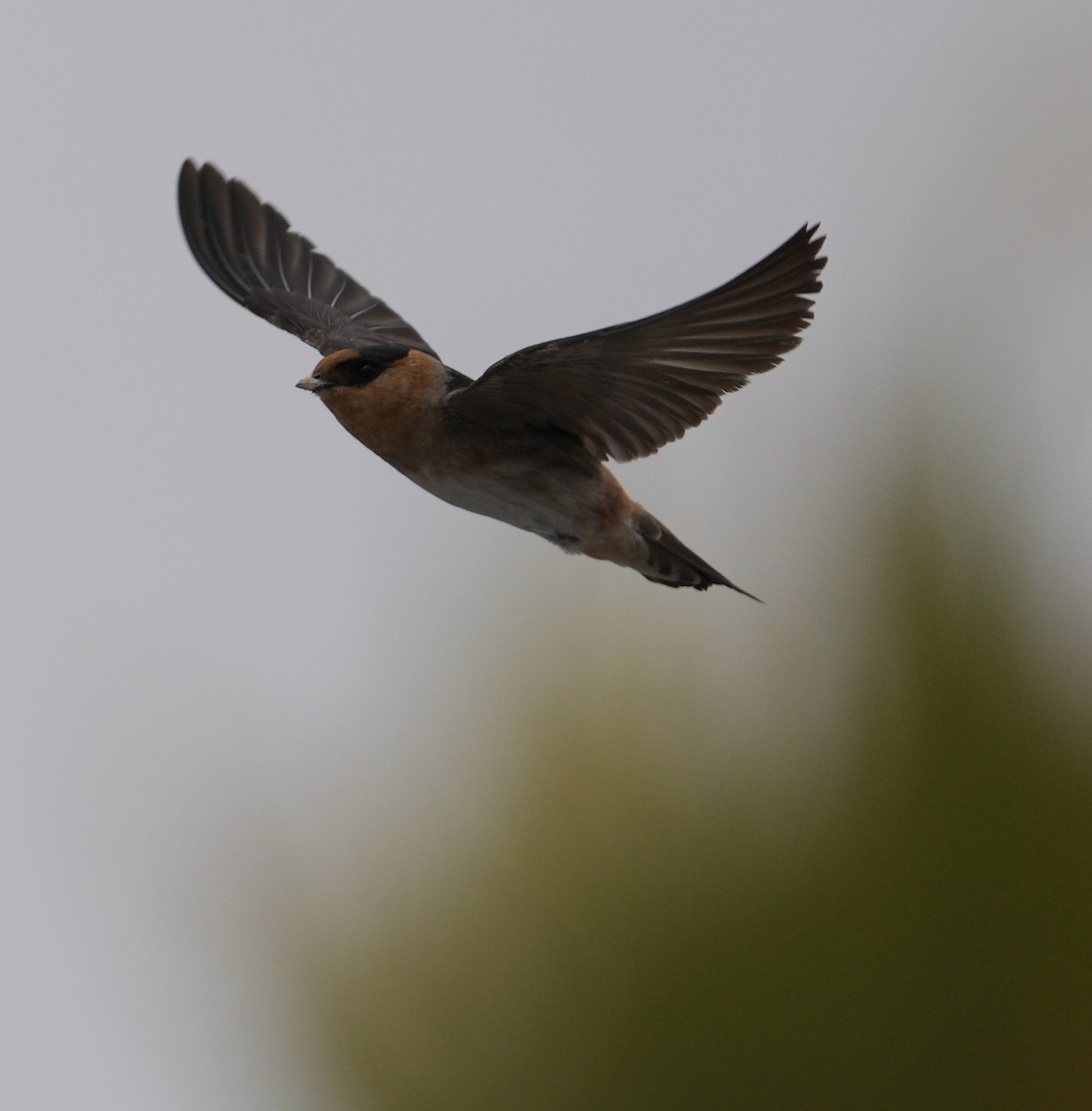 Cave Swallow - ML618118142