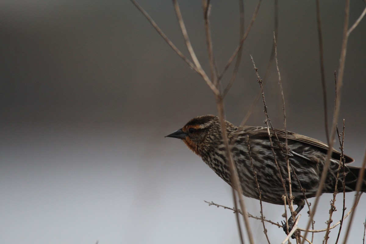 Red-winged Blackbird (Red-winged) - ML618118155