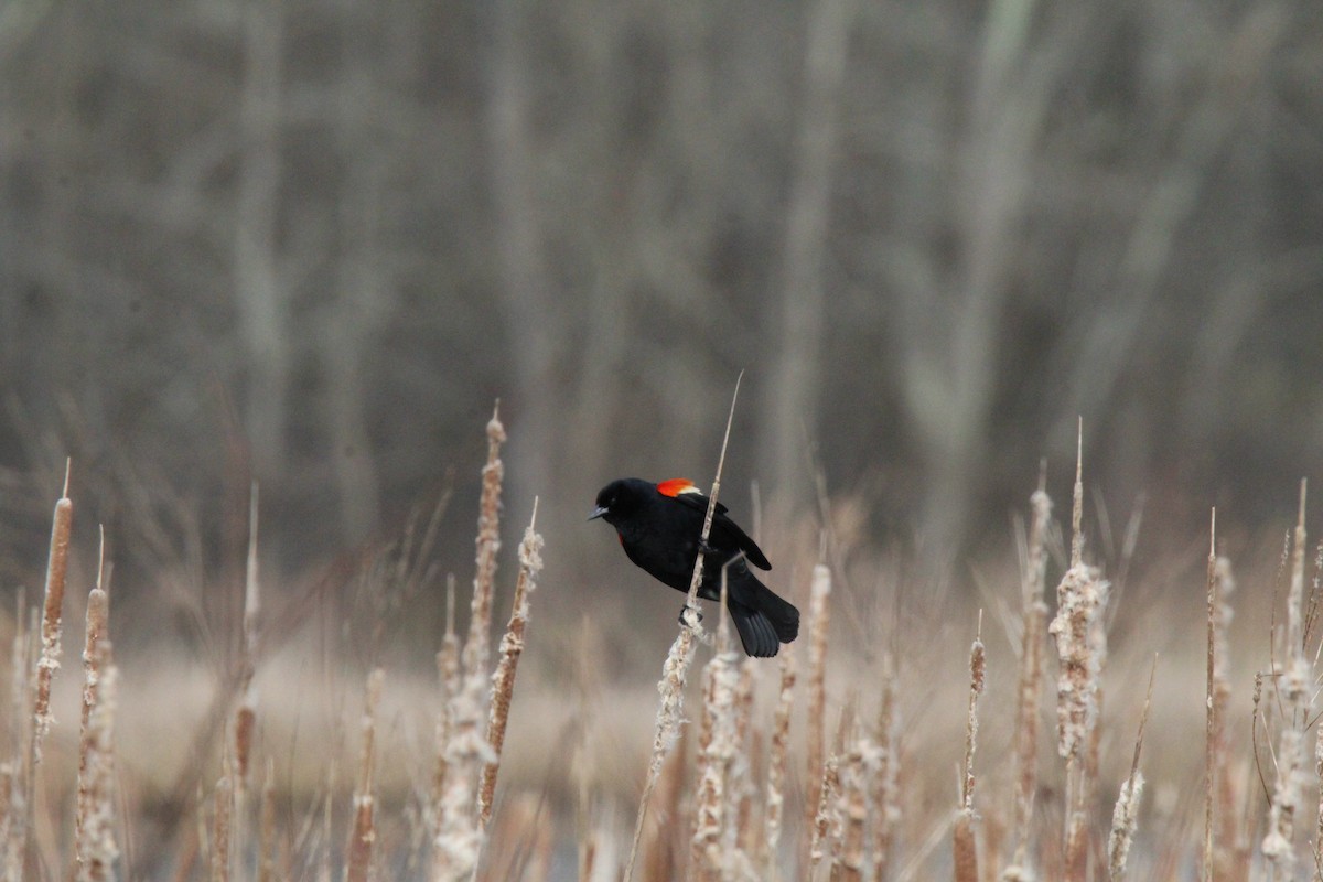 Red-winged Blackbird (Red-winged) - Jocelyn Pyne