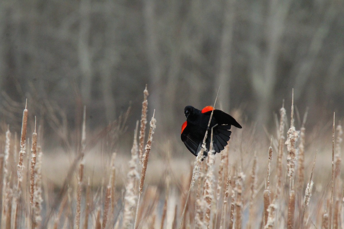 Red-winged Blackbird (Red-winged) - ML618118157