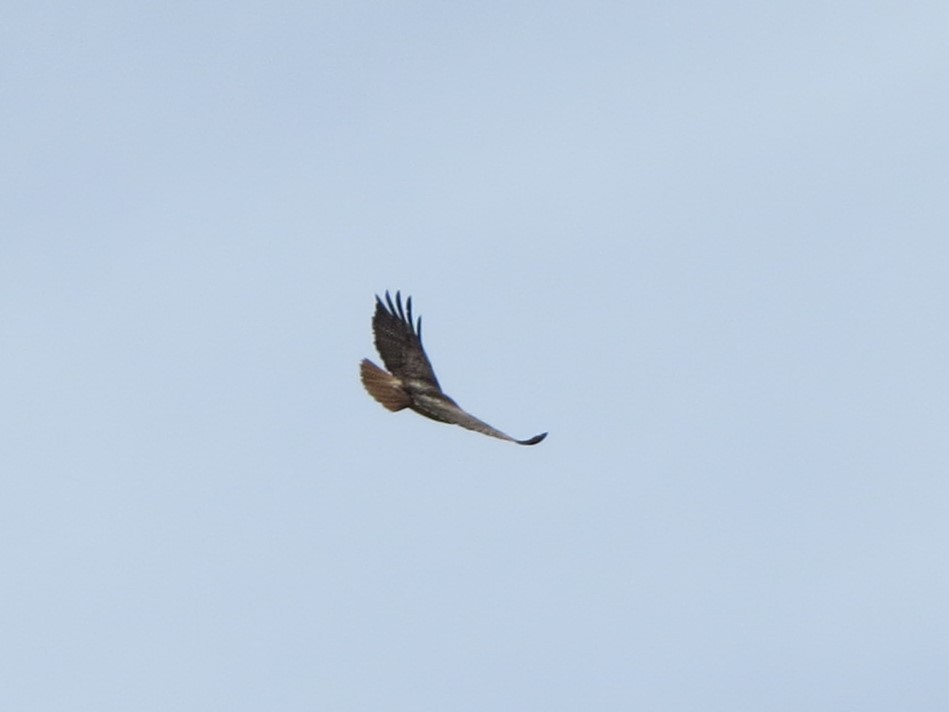 Red-tailed Hawk - ML618118168