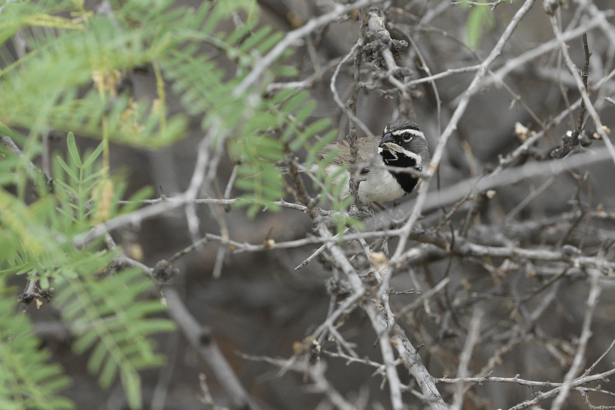 Black-throated Sparrow - Donald Estep