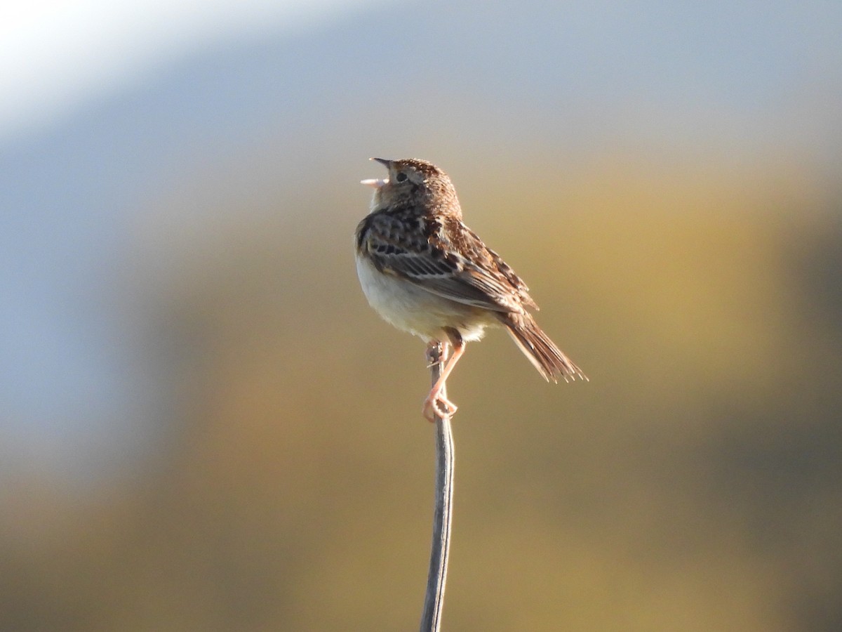 Grasshopper Sparrow - ML618118217