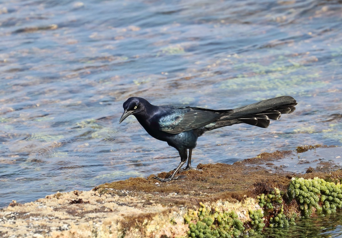Great-tailed Grackle - ML618118239