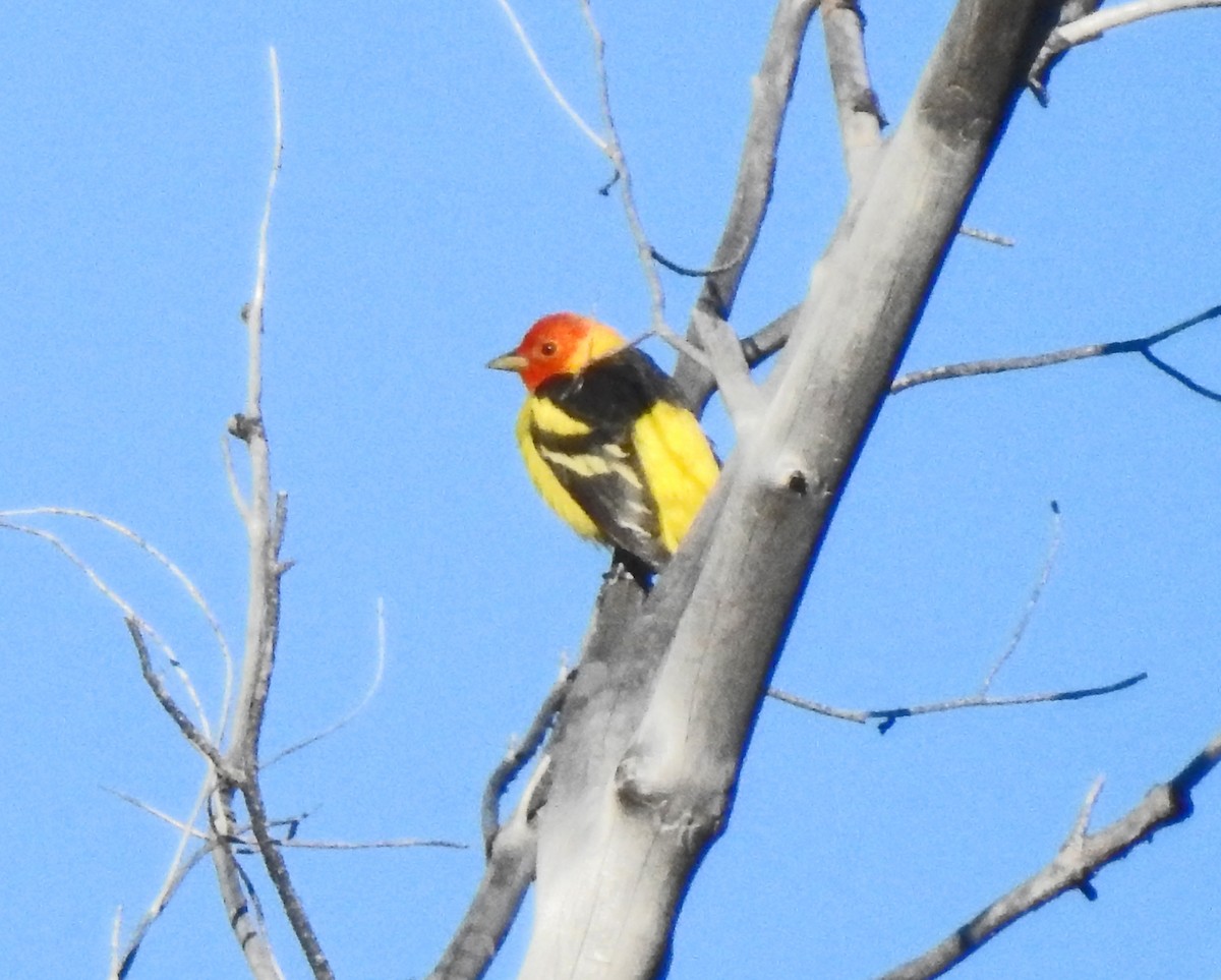 Western Tanager - Layton Pace