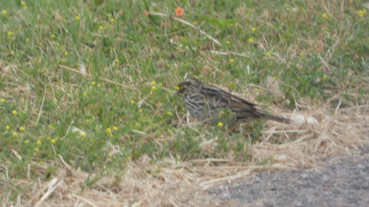 Savannah Sparrow - ML618118288