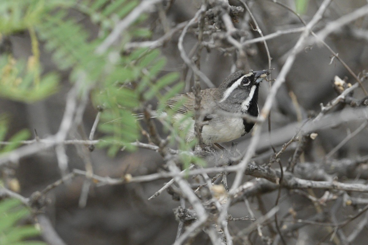 Black-throated Sparrow - ML618118289