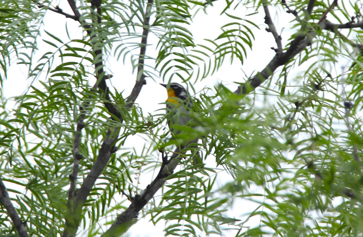Yellow-throated Warbler - Ruth King