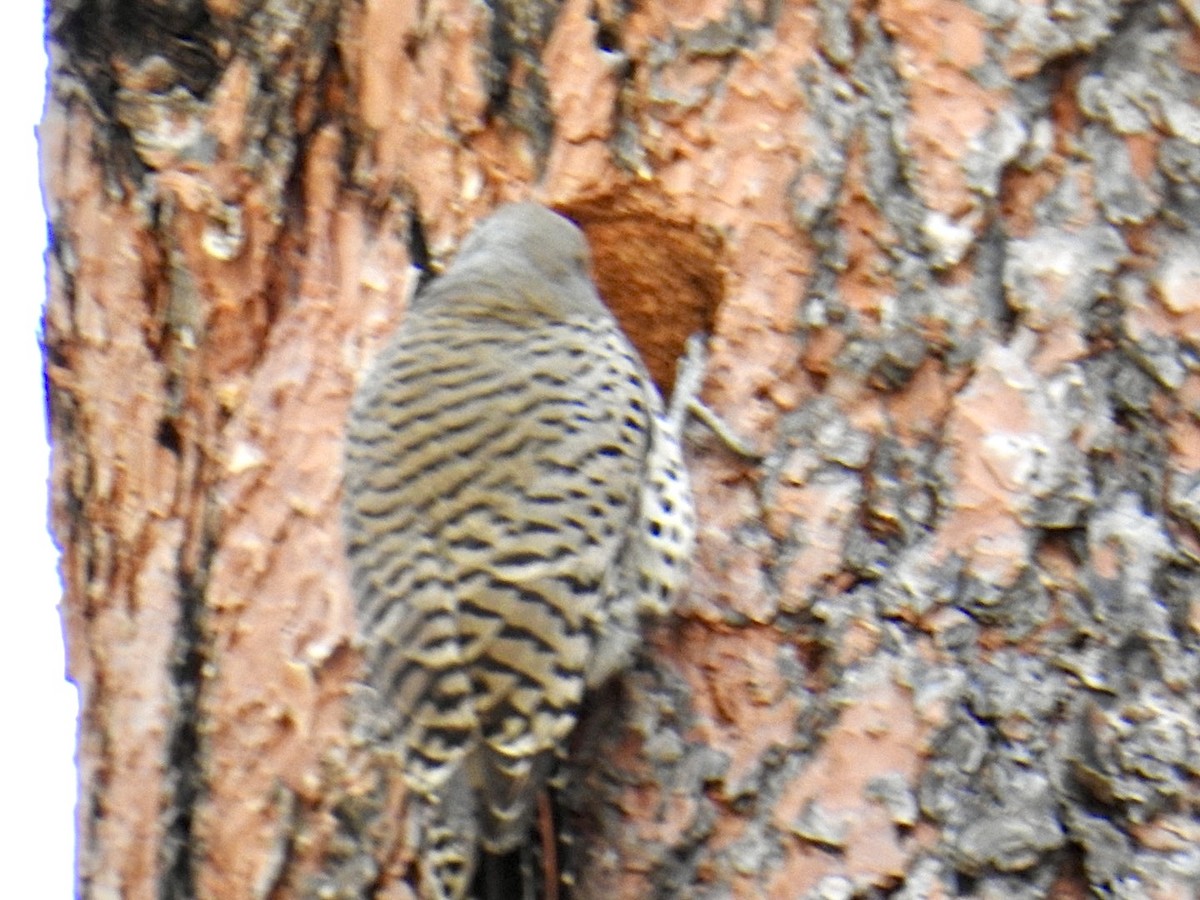 Northern Flicker (Red-shafted) - Brian Ison