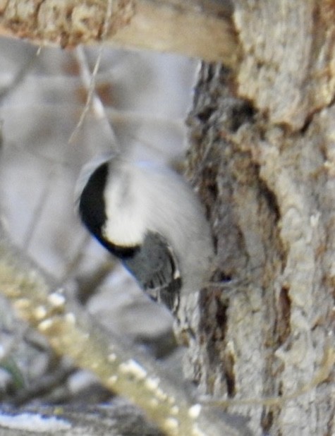 White-breasted Nuthatch (Interior West) - Brian Ison