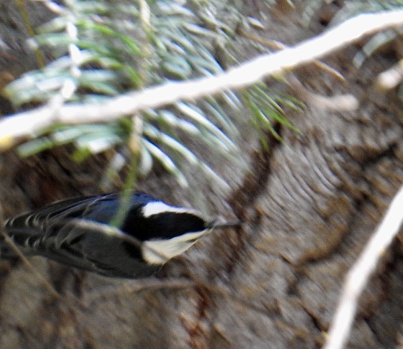 White-breasted Nuthatch (Interior West) - ML618118357