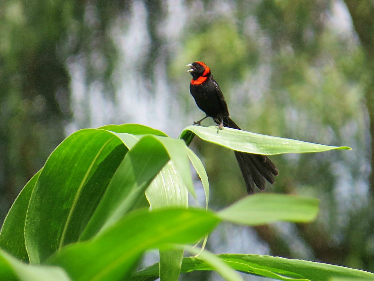 Red-cowled Widowbird - ML618118358
