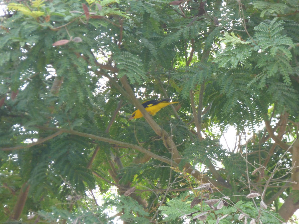 Indian Golden Oriole - ML618118365