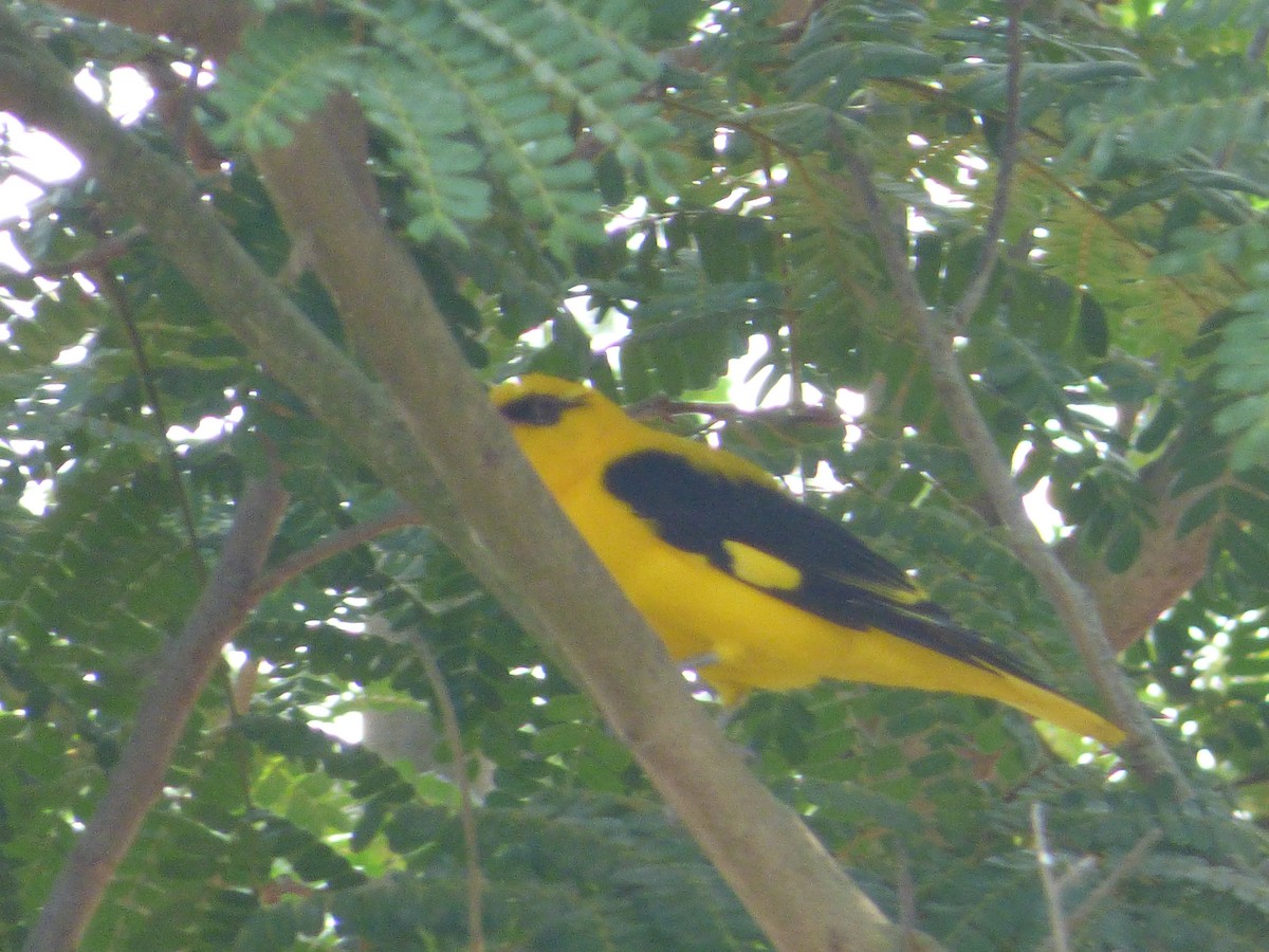 Indian Golden Oriole - ML618118366