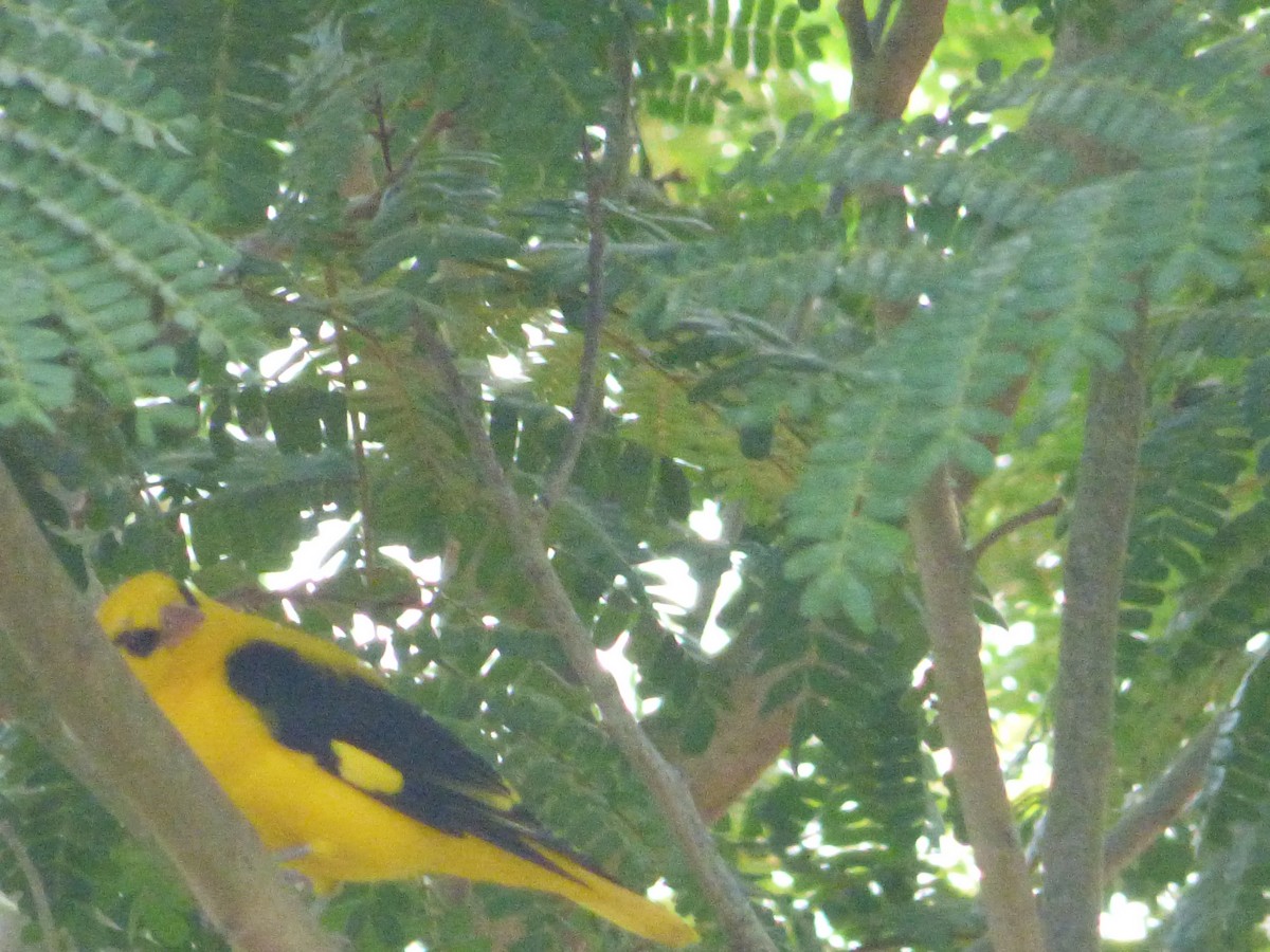 Indian Golden Oriole - ML618118367