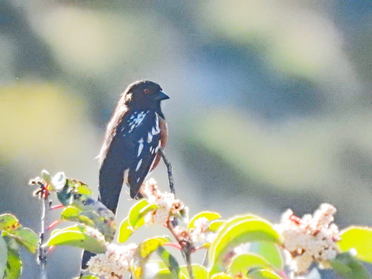 Spotted Towhee - ML618118392