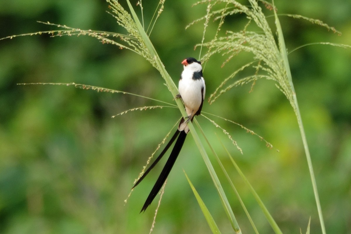 Pin-tailed Whydah - ML618118397