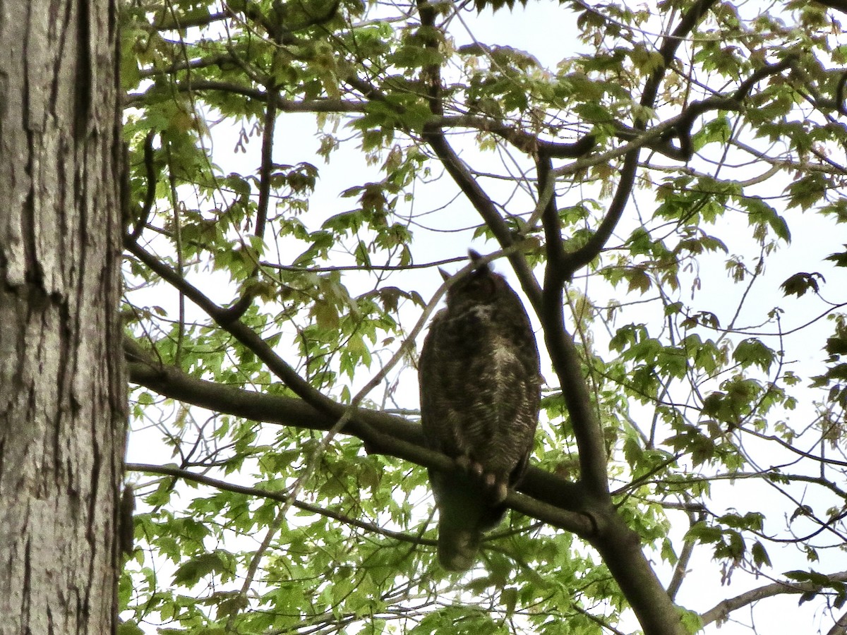 Great Horned Owl - ML618118493