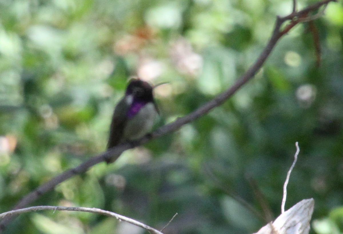 Costa's Hummingbird - Jared Peck