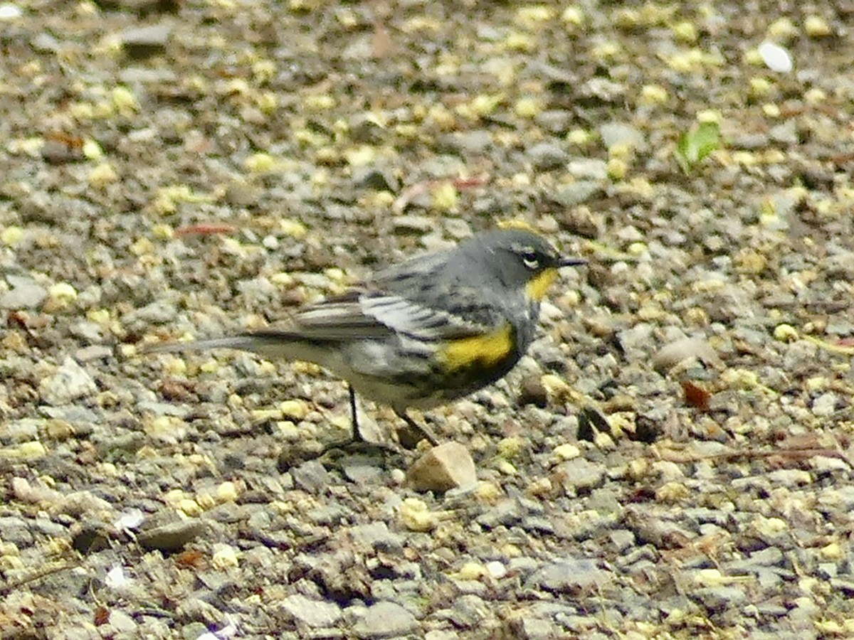 Yellow-rumped Warbler (Audubon's) - ML618118503