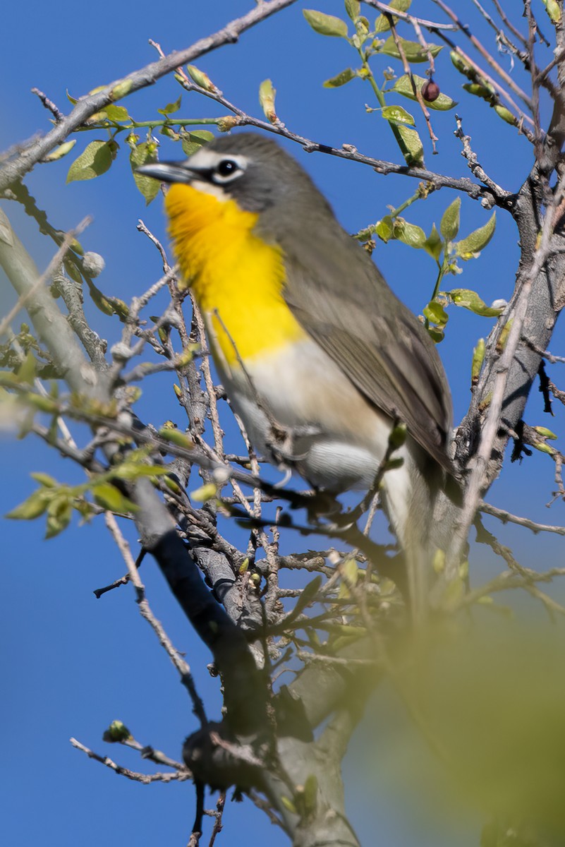 Yellow-breasted Chat - ML618118506