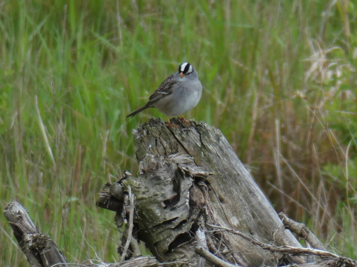 White-crowned Sparrow - ML618118522