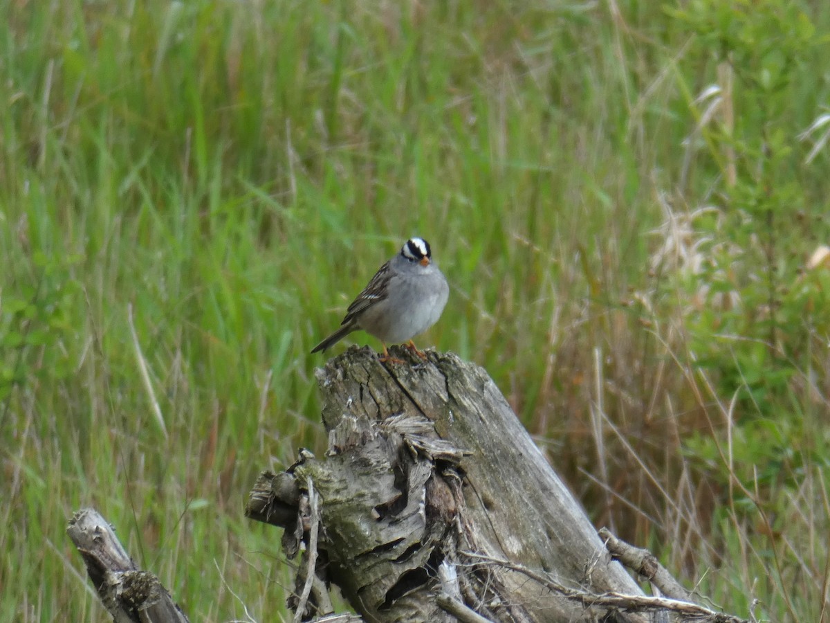 White-crowned Sparrow - ML618118523