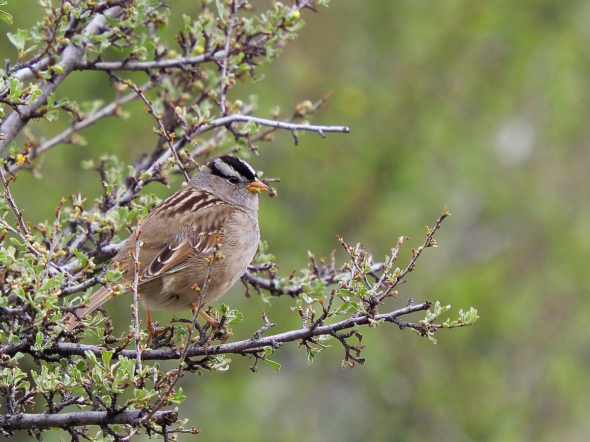 White-crowned Sparrow - Kathy Green