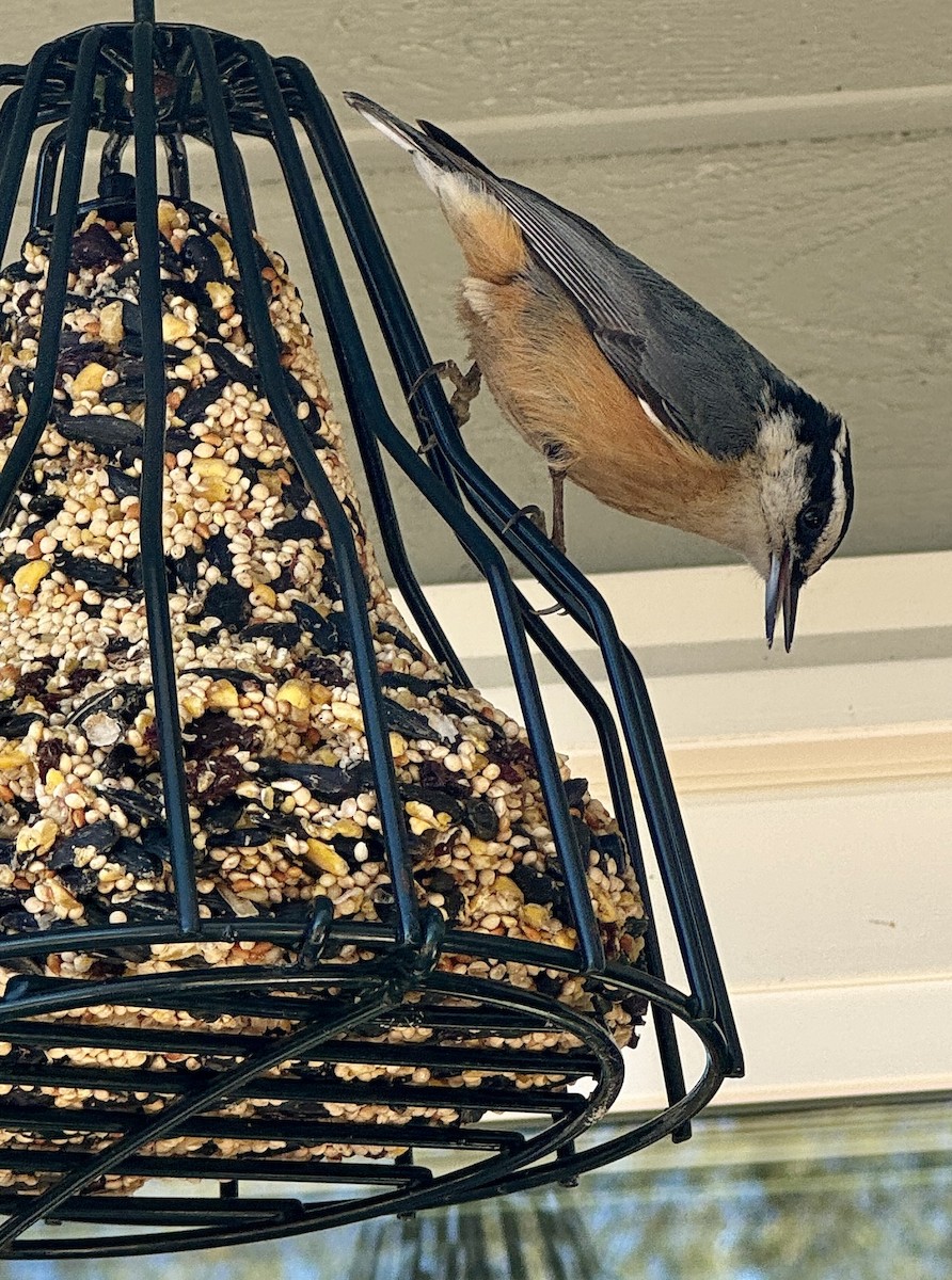 Red-breasted Nuthatch - Linda Donovan