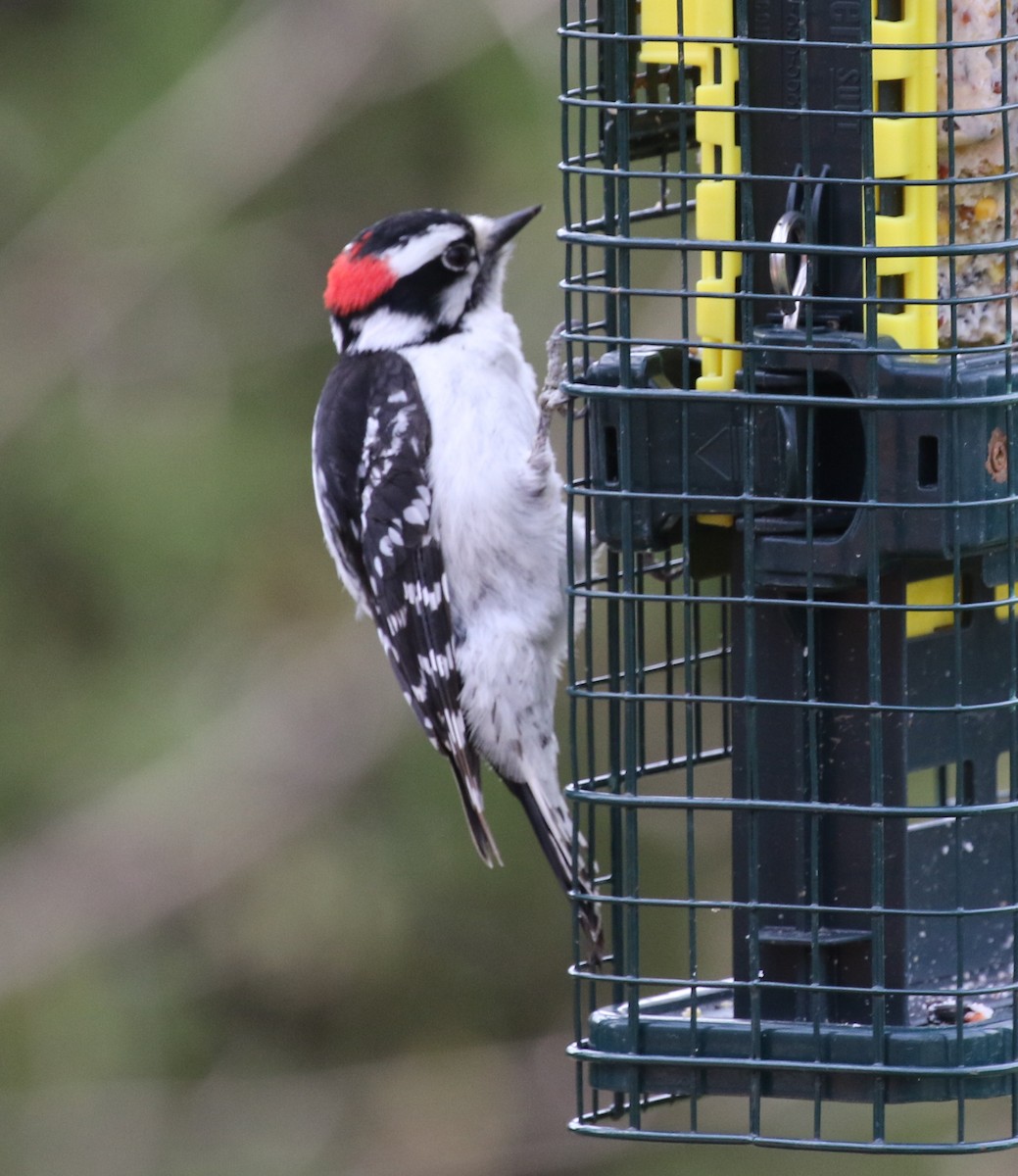 Downy Woodpecker - Kernan Bell