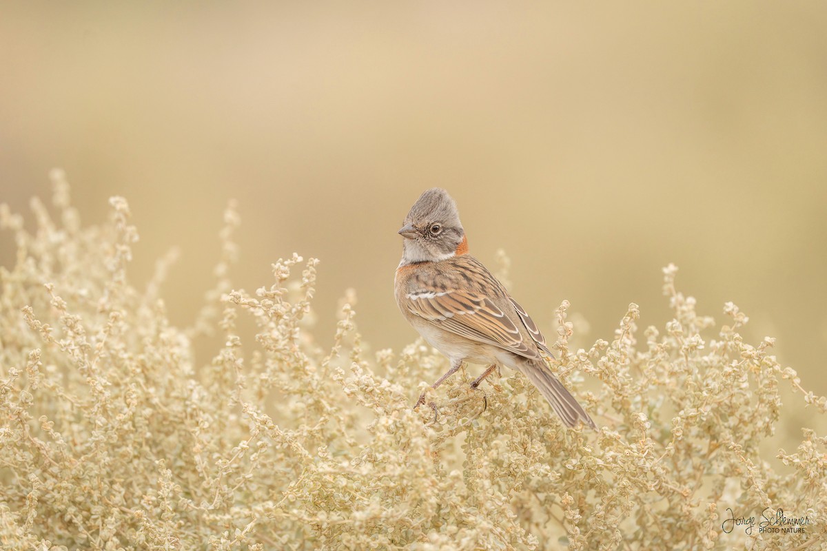 Rufous-collared Sparrow (Patagonian) - ML618118549