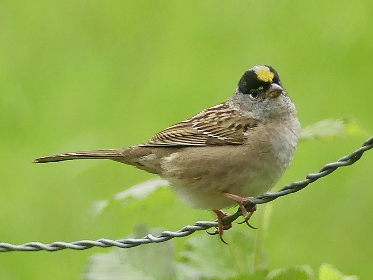Golden-crowned Sparrow - Philip Dickinson