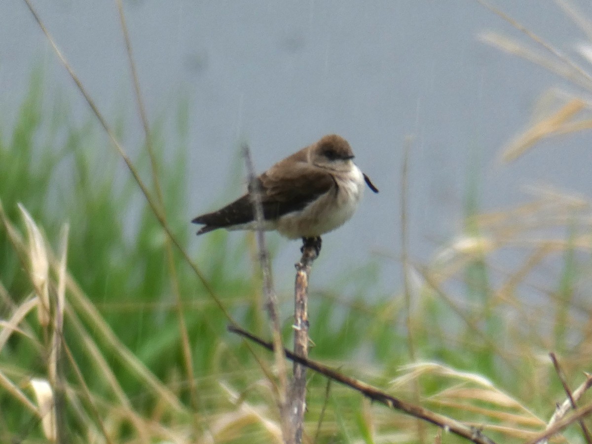 Northern Rough-winged Swallow - Tahira Probst
