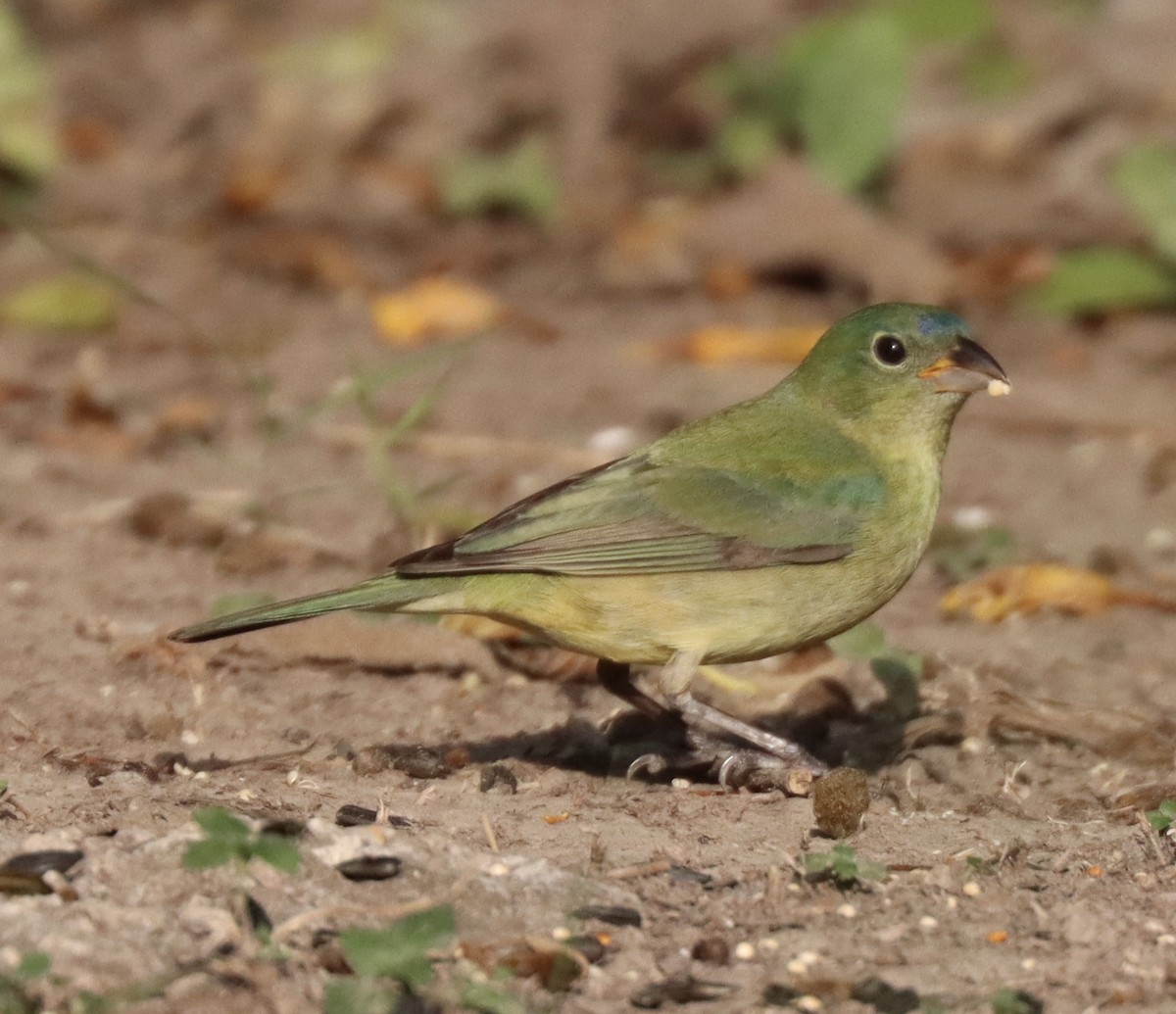 Painted Bunting - ML618118558