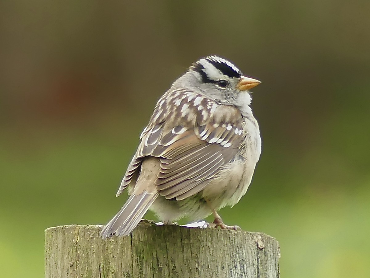 White-crowned Sparrow (Gambel's) - ML618118559