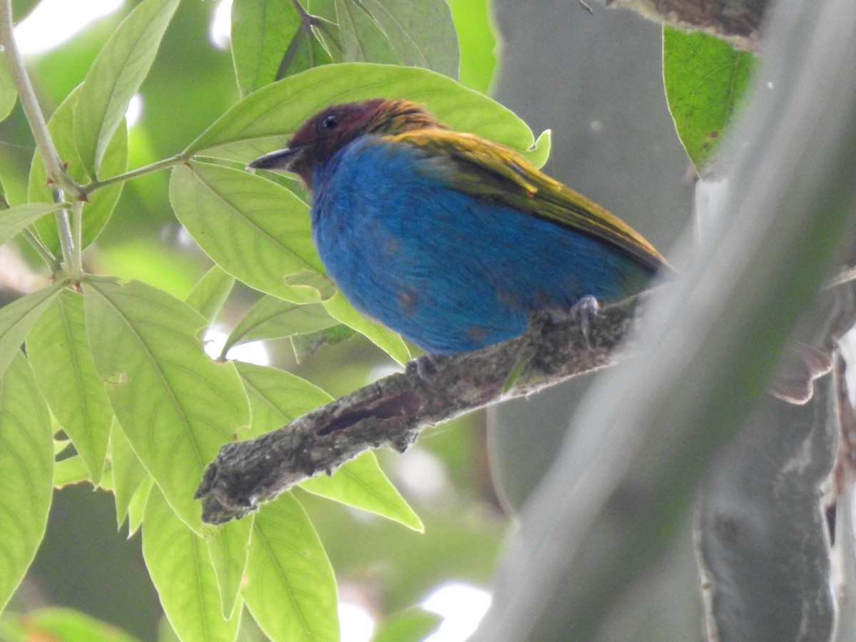 Bay-headed Tanager - ML618118585