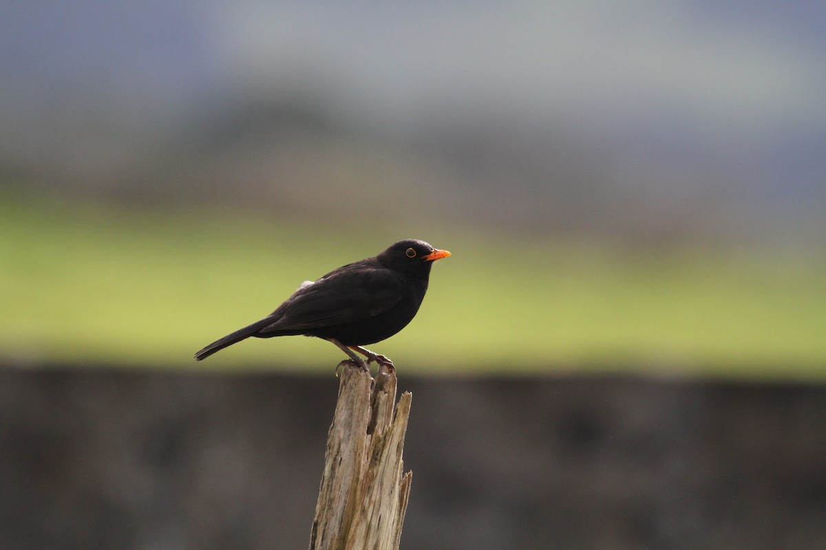 Eurasian Blackbird - Carlos Pereira