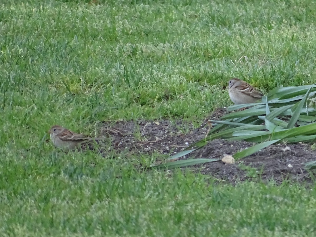 Field Sparrow - ML618118667