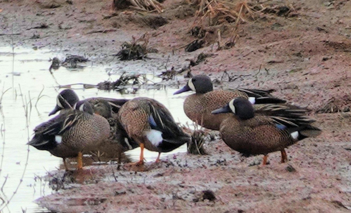 Blue-winged Teal - ML618118668