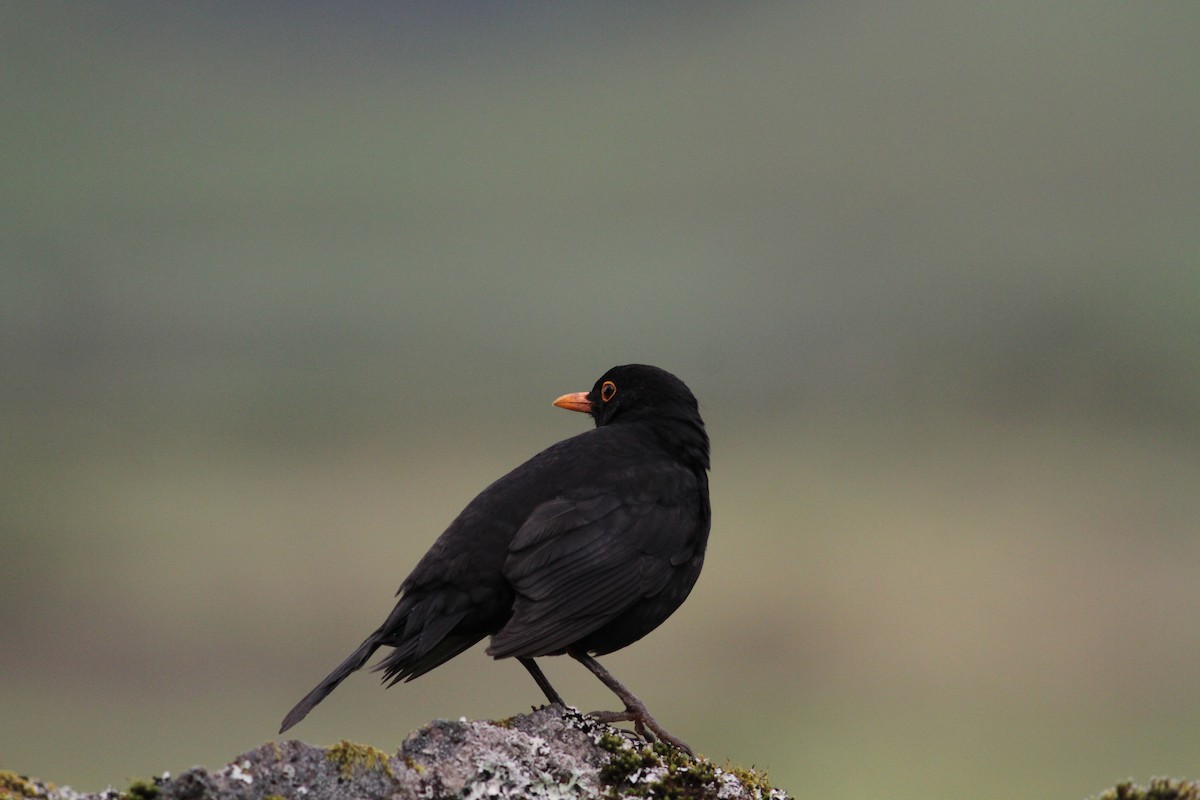 Eurasian Blackbird - Carlos Pereira